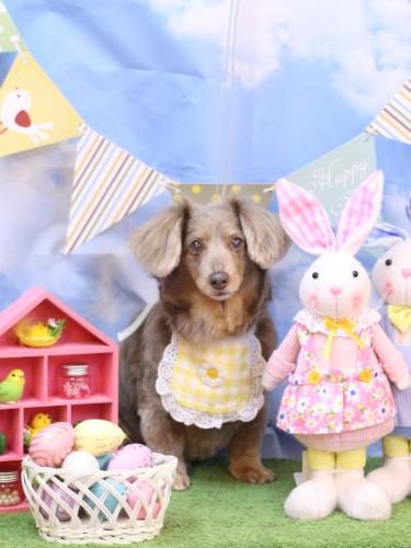 20240323桃ちゃん